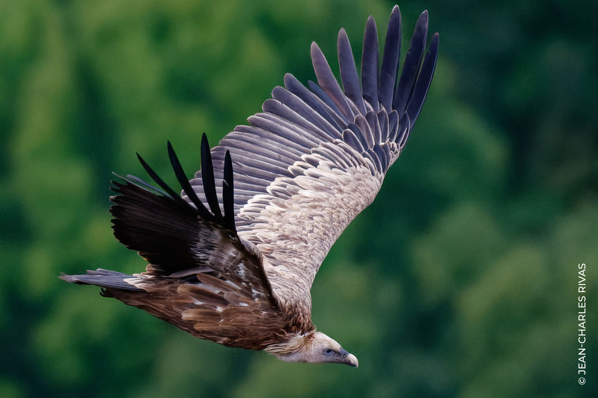 eagle (1)